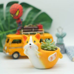 Chậu Corgi Bay