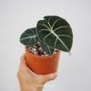 alocasia-black-velvet-size-nho - ảnh nhỏ  1