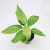 aglaonema-nitidum-curtisii - ảnh nhỏ  1